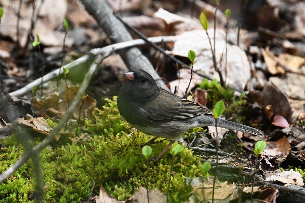 Junco, Dark-eyed, 2025-05077560 Parker River NWR, MA.JPG - Dark-eyed Junco. Parker River National Wildlife Refuge, MA, 5-7-2025